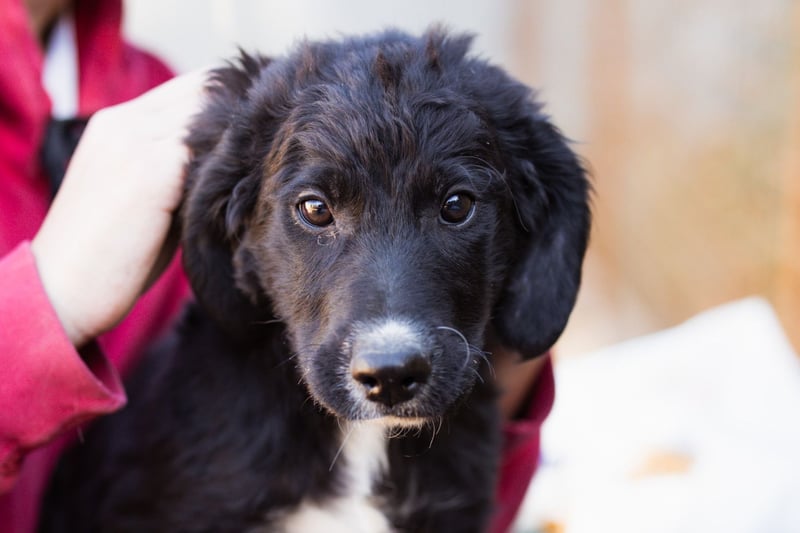 Rudi ❤️ verspielter, lieber Welpenbub!