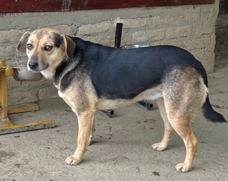 Lana ❤️ tolle umgängliche, junge Hündin