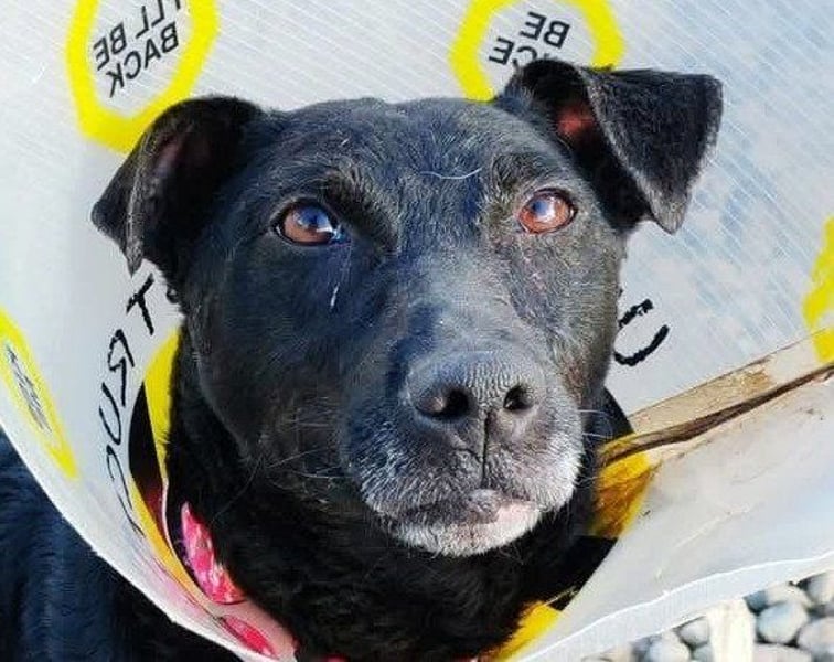 ♥Hana♥ wundervolle, liebe Zuckerschnute