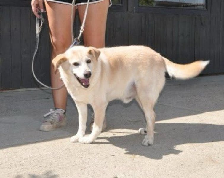 ♥Lary♥ ein sanfter, ruhiger, gutmütiger Rüde im besten Alter