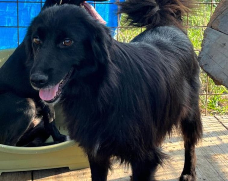 HENNI❤️schwarz-braune Schönheit und ein kleines Wunder an Liebe, Vertrauen & Hoffnung!