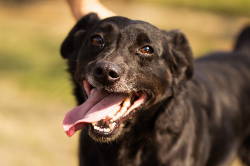 MOMO❤️ein sanfter Begleiter: Ruhig. Klug. Wundervoll.