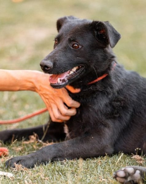 CHUNA❤️freundliche, neugierige & absolut liebenswerte Schmusepfote