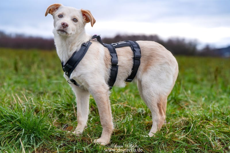 Hübsche junge Fleur sucht ein Zuhause