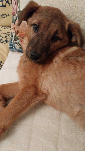 Hübscher aufgeweckter Findus