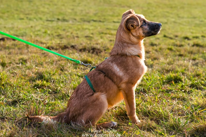 Feivel in Iserlohn sucht ein Zuhause