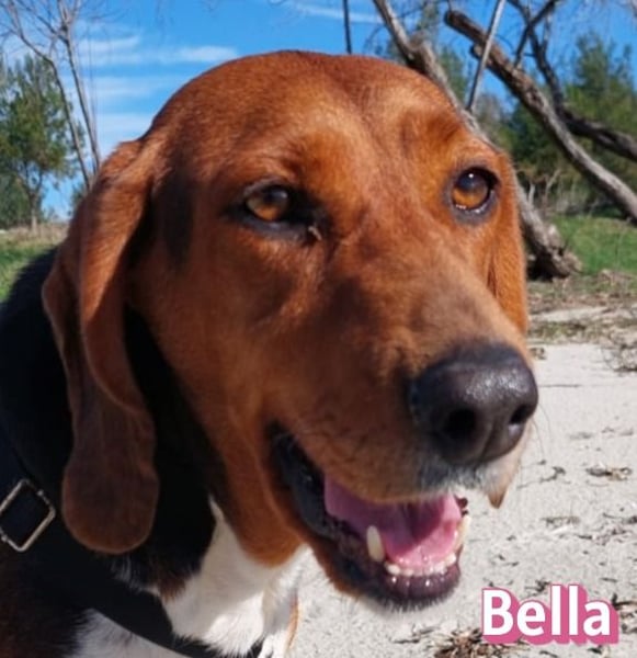 Bella - freundlich und sozial