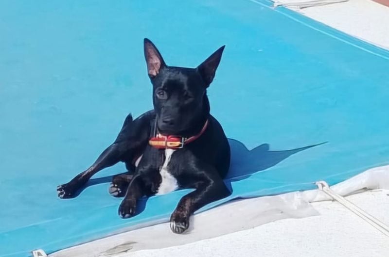 Marco (TO) bildhübscher, lebhafter und liebevoller junger Bube