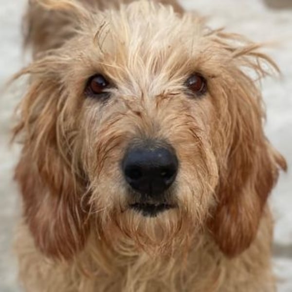 Carella, geb. ca. 10/2022, lebt in GRIECHENLAND, im städt. Tierheim Serres