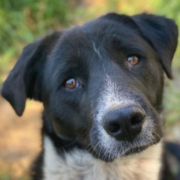 Sora, geb. ca 03/2025, lebt in GRIECHENLAND, auf einer privaten Pflegestelle