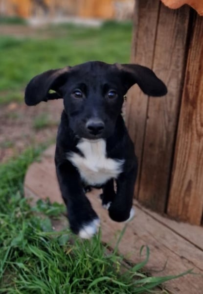 Felipe - kleiner Herzensbrecher