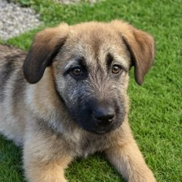 Zauberhafte Frohnatur Lias wartet bei Frankfurt a.M.