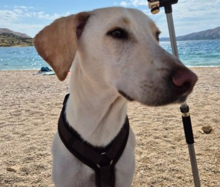 ONNI - verspielter Junghund