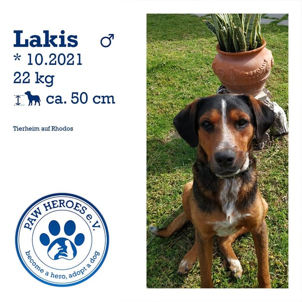 Familienhund LAKIS (4 Jahre) sucht ein Zuhause!