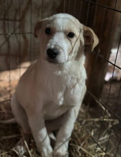 Snoopy - Rüde - geb. 10/25