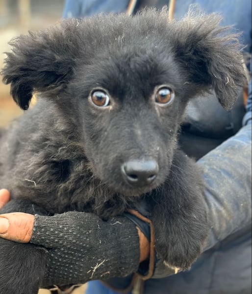 Cara - Hündin - geb. 10/2025