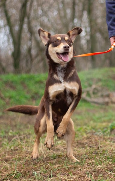 DOBBY Darf es ein bisschen Magie sein? (Ukraine)