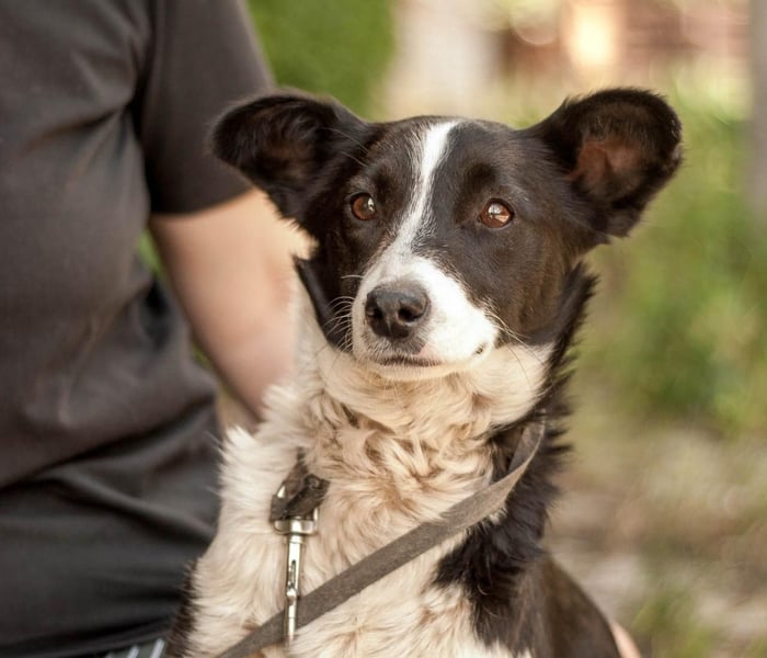 Ryabka - absolut verträglich und loyal (Ukraine)