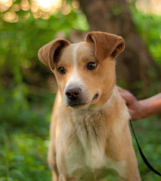 Chester - Hinreißender Rüde mit perfektem Hundeblick (Ukraine)