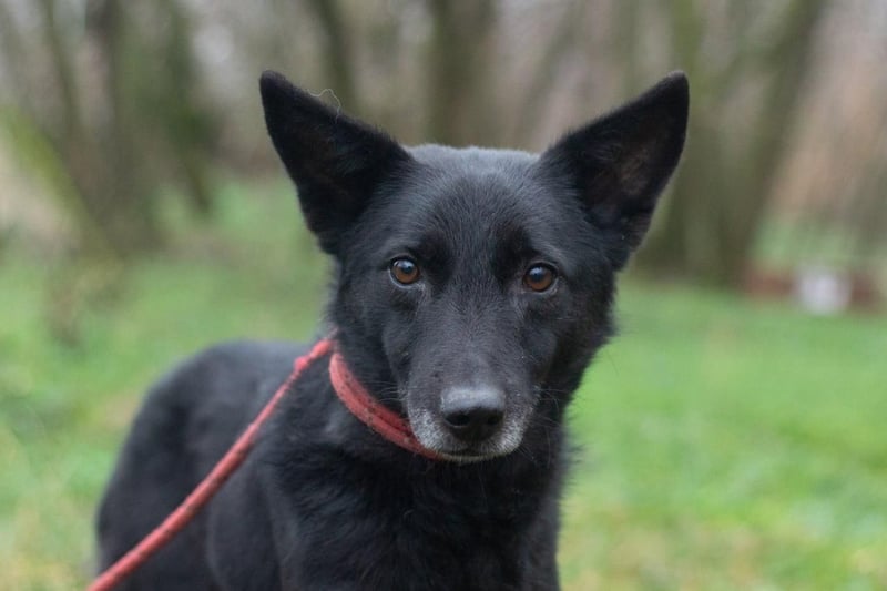 Baron - Hat alles verloren (Ukraine)