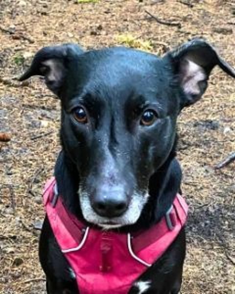 Taya - Manchmal hält das Glück nicht ewig