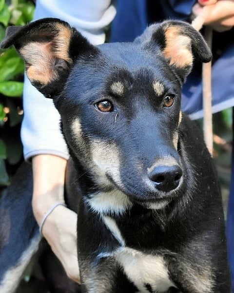 Damiana - ein schüchternes Hundemädchen sucht Sicherheit