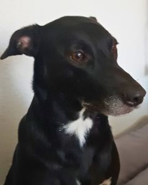 Taya - Manchmal hält das Glück nicht ewig