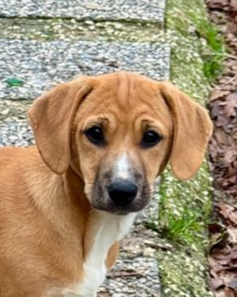 Salvina - (Dringend Pflegestelle oder Zuhause gesucht) wo darf ich ankommen?