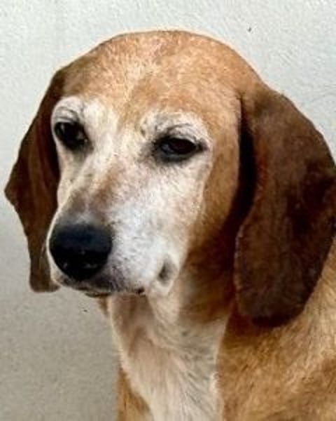 Silke - Streunerin möchte nach Hause