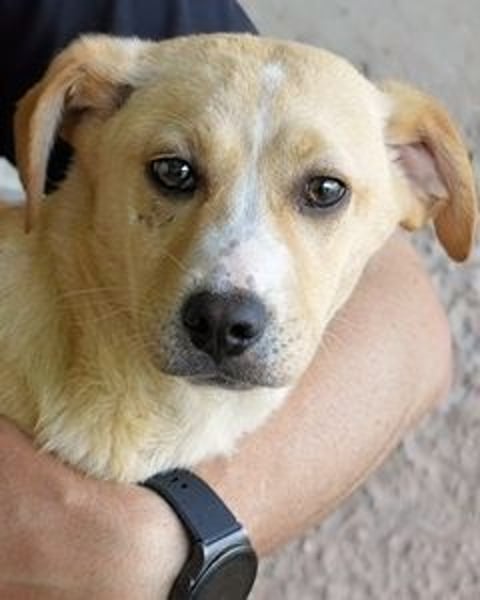 Rodrigue - Ein Anfang, der nie kam