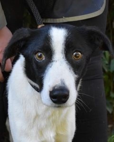 Halcyon - Ein böser Traum, Halcyon, nur ein böser Traum?