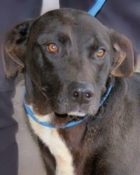 Perlyn - Charmante Ex-Sommerfigur mit Modelpotenzial