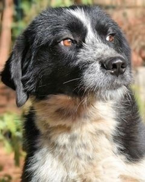 Dino - Gentleman auf Irrwegen