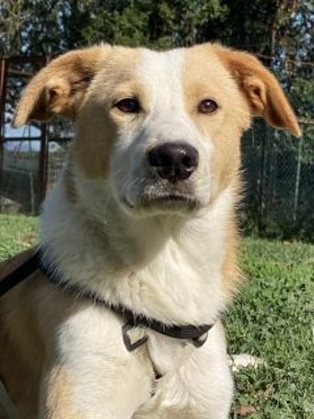 Wurstel - Die leise Hoffnung, dass etwas Besseres kommt