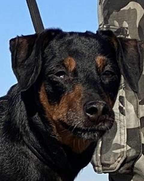 Anny - Ältere Hundedame sucht ihren Prinzessinnenplatz