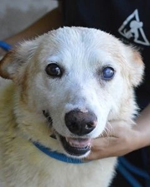 Darik - SOS- Der Rentner im falschen Wartezimmer