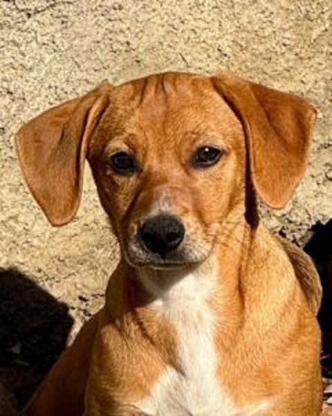 Sandorah - (Dringend Pflegestelle oder Zuhause gesucht) Wo darf ich ankommen?