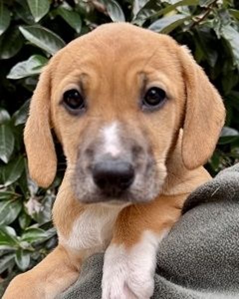 Salvina - Rehbraunes Stückchen Zucker