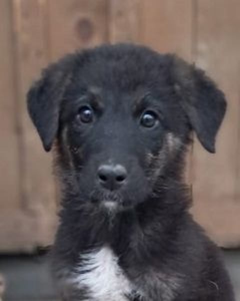 Lino - Der eifrige Beschützer