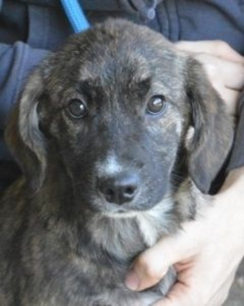 Glyrisse - zarter Hilferuf aus dem Hundegefängnis