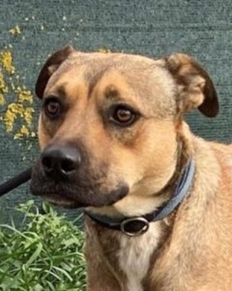 Faudor - Bist du die letzte Station meiner Odyssee?