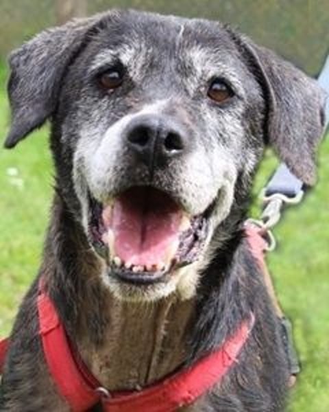 Gweni - SOS - Hoffnung auf ein Ende der Odyssee