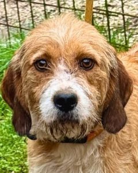 Erika - tapfere kleine Löwin muss nicht mehr kämpfen