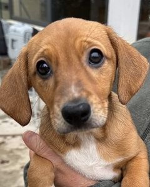 Sandorah - Rehbraunes Stückchen Zucker