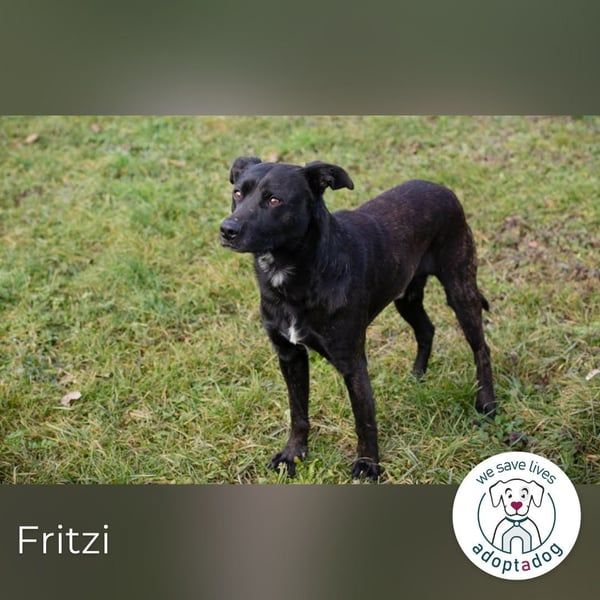 Fritzi: sucht dich!