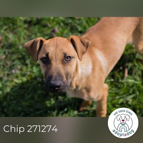 Chip 271274 sucht ein Zuhause