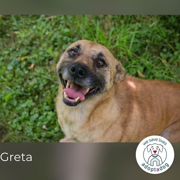 Greta: Liebenswerter Schatz sucht liebevolles Körbchen