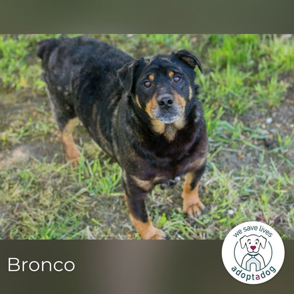 Bronco sucht ein Zuhause