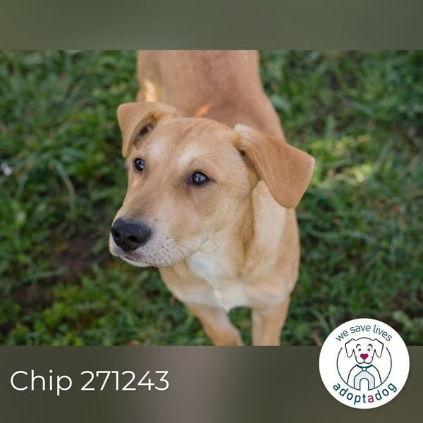 Chip 271243 sucht ein Zuhause