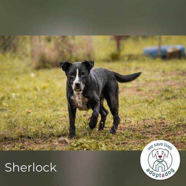 Sherlock: Nie zu alt für ungebrochene Lebensfreude